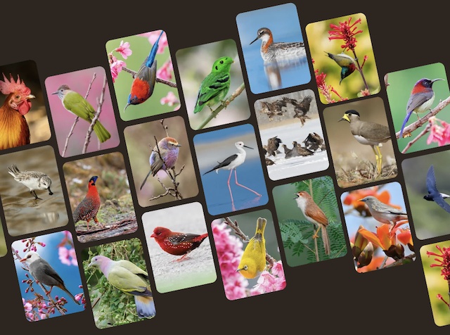 Merlin vogelgeluiden herkennings-app